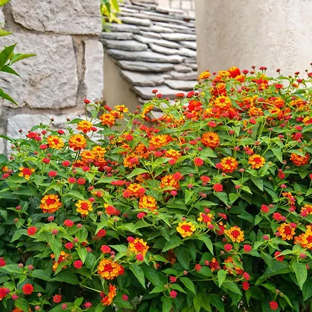 Pauletta Appartement