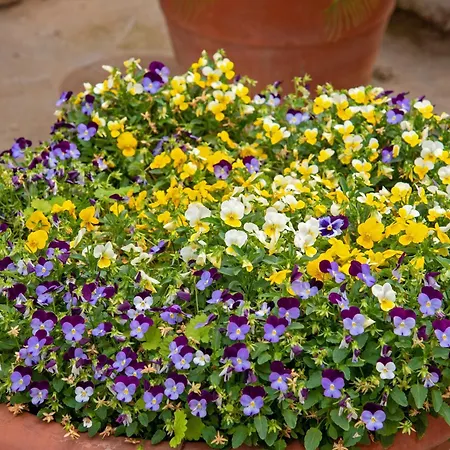 Pauletta Appartement *